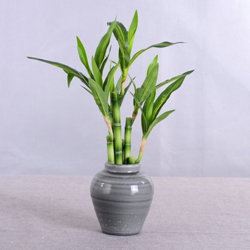 Nuova Pianta Artificiale di Ba - Aquarium Plants Book recensione e prezzo